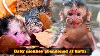 Baby monkey abandoned as soon as it was born the mother monkey did not love her child [upl. by Ahker]