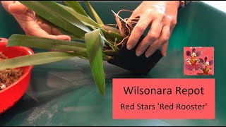 Wilsonara Orchid Repot  Look at Those Roots  Pluck amp Plop Method for Repotting Root Bound Orchids [upl. by Seravat228]