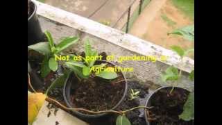 Mandevilla Propogation  Simple amp Successful [upl. by Orthman119]