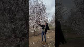 Almond Blossom at almond farm [upl. by Inkster]