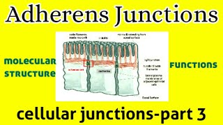 Molecular Structure amp Functions of Adherens Junctions  Cell Junction  AM Biologie Notes [upl. by Burrows143]