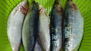 LAPZZ is live Fish Cleaning Fringescale Sardinella quotTAMBANquot 🐠 [upl. by Tizes569]