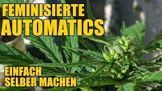 Feminisierte Autoflowers einfach selbst machen  vom Pollen bis zum Samen [upl. by Meehahs]