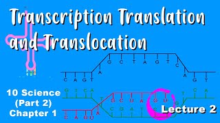 Transcription Translation and Translocation  Heredity and Evolution Class 10  Lec 2  Shubham Jha [upl. by Ceciley278]