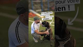 La meilleure récompense pour votre chien [upl. by Ahsihat991]