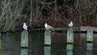 Common Gulls preening [upl. by Cassie]