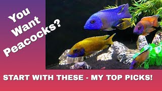 My 5 Top Picks  The Best Peacocks to Start Your African Cichlid Aquarium [upl. by Naujik775]