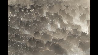 Wildebeest galloping across water and along riverbank [upl. by Leboff]