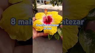 youtubeshorts flowers itna khubsurat [upl. by Anoiuq]