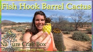 Fish Hook Barrel Cactus  Edible Cactus Fruit  Nature Craft Box [upl. by Naylor827]