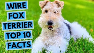 Wire Fox Terrier  TOP 10 Interesting Facts [upl. by Beaufort847]