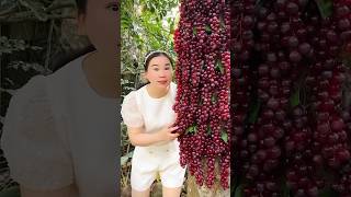 Before helping Raju he checked it grapes 🥲🥰 Making a Alovera shorts khamitovy youtubeshorts [upl. by Roseanne]