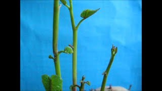 Growing Sweet Potato amp Water Spinach Indoors [upl. by Asnarepse]