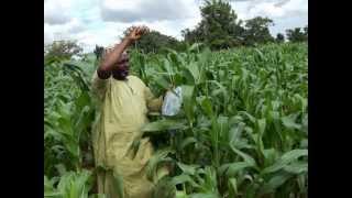 Tackling killer aflatoxins in African food crops [upl. by Repsac87]