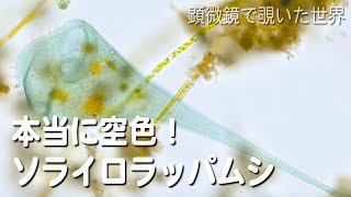 本当に空色！ソライロラッパムシStentor coeruleus 【基本淡水のベントスだけど遊泳も行う】 [upl. by Minta]