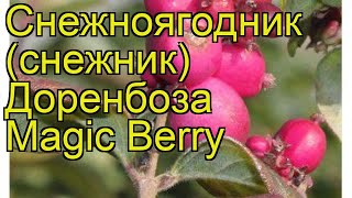 Снежноягодник доренбоза Магик Берри Краткий обзор symphoricarpos x doorenbosii Magic Berry [upl. by Ycrem]