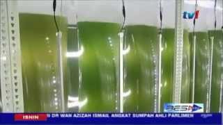 Kelebihan Alga Air Masin Rumpai Laut Algae Haematococcus Pluvialis amp Astaxantin Premia [upl. by Fons]