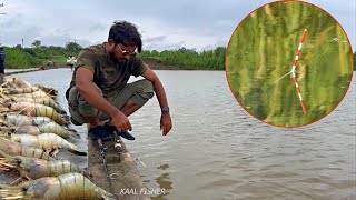 Big prawns fishing  fishing for giant fresh water prawns [upl. by Wiltsey]