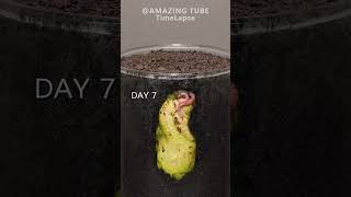 Growing Mango Tree from seed plants timelapse mango [upl. by Tedder782]