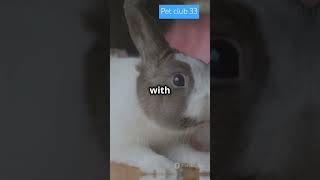 Discover the Perfect Rabbit Breed for Your Lifestyle facts cat animals [upl. by Hahsi]