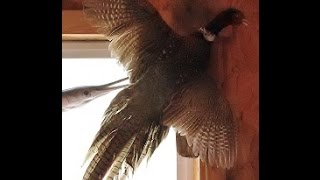 Prepping PHEASANT for TAXIDERMY  Video 1 of 5  SKINNING UPLAND GAME BIRDS [upl. by Eras619]