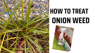 How To Treat Onion Weed  How To Kill Nutgrass  Gardening  Pakistani 🇵🇰 Australian 🇦🇺 [upl. by Noreht]