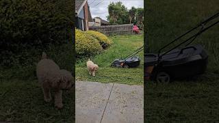 Lawn maintenance telugu dog shortsfeed shortsvideo shorts shortvideo youtubeshorts animals [upl. by Man]