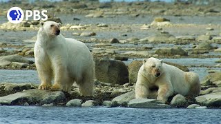 Polar Bears Hunt Beluga Whales [upl. by Hgielek902]