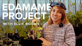 Pure Line Seeds Introduces Edamame Breeding [upl. by Relyc36]