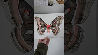 Cecropia Moth CecropiaMoth WatercolorArt Art MothArt Moth Moths Painting Artist InsectArt [upl. by Winston]