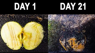 Compost time lapse  apple in worm bin for 21 days [upl. by Brandise]