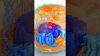 Animation of cellDo u recognise all cellular partscell cellbiology cellsignaling cellanimation [upl. by Jago]