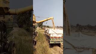 Harvesting harvester lover agri lover farmer agri  culture agriculture automobile farming [upl. by Conlen]