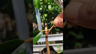 Plants grafting technique satisfying short [upl. by Irok604]