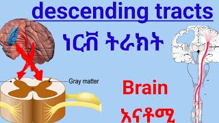 Descending tracts of Spinal Cord anatomy spinalcord nervoussystem ህብለ ሰረሰር ነርቭ ትራክት ሲስተም [upl. by Ky]