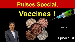 Episode 10 What is RhizobiaWhy Rhizobium for PulsesNitrogenFixingHigh YieldProduceOrganic Pulses [upl. by Russo]