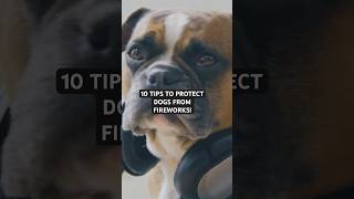 Protect Your Dog From Fireworks on Bonfire Night pets dogs fireworks [upl. by Haze]