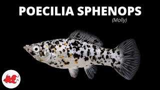 Poecilia sphenops  Molly ✔ [upl. by Jon]