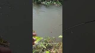 Mancing Ikan Uceng 61 [upl. by Angi562]