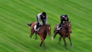 17 Sep Gallops Gallop 8 [upl. by Enimajneb]