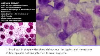 12 Practical Parasitology  Leishmania Donovani  Amastigote Stage [upl. by Pammy]