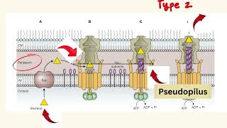 Delivery of Virulence Factors [upl. by Valente]