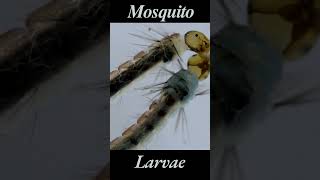 Mosquito Larva in Water  4k Close up  Mosquito Sound Effect  Mosquito Larvae [upl. by Nalliuq172]