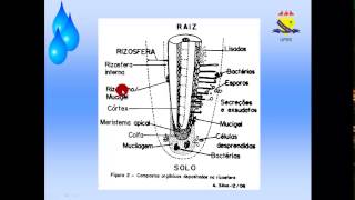 Rizosfera  Aspectos Gerais [upl. by Annnora]