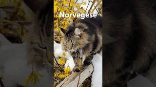 Il misterioso Gatto delle Foreste Norvegesi [upl. by Nwahsaj]