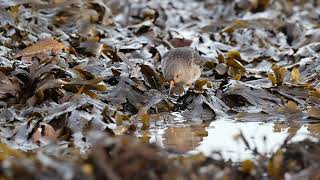 purple sandpipers at Harkess Rocks [upl. by Nailij323]