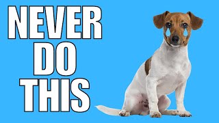 9 Things You Must NEVER Do To Your JACK RUSSELL TERRIER EVER [upl. by Oivat735]