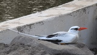 Redbilled Tropicbird Caleta de Fuste 4th February 2024 [upl. by Etirugram]