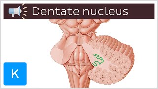 Dentate nucleus  Anatomical Terms Pronunciation by Kenhub [upl. by Neros666]