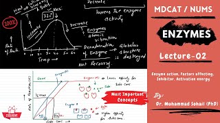 MDCAT  NUMS  Enzymes  Lecture02 [upl. by Antebi805]